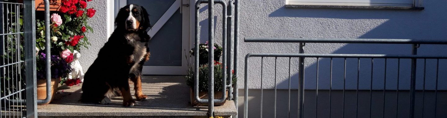 Das Banner der Tierarztpraxis Niddatal zeigt den Hund von Frau Dr. Tascher vor der Eingangstüre